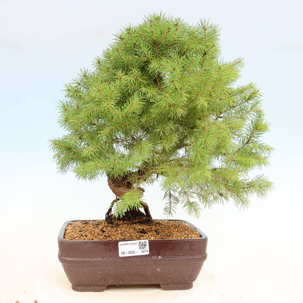 Bonsai für draußen - Fichte - Picea glauca globe