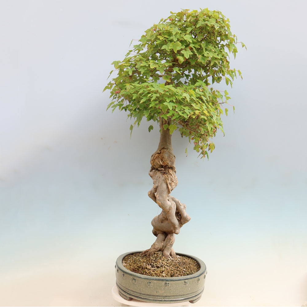Bonsai für draußen - Acer Buergerianum - Bergahorn