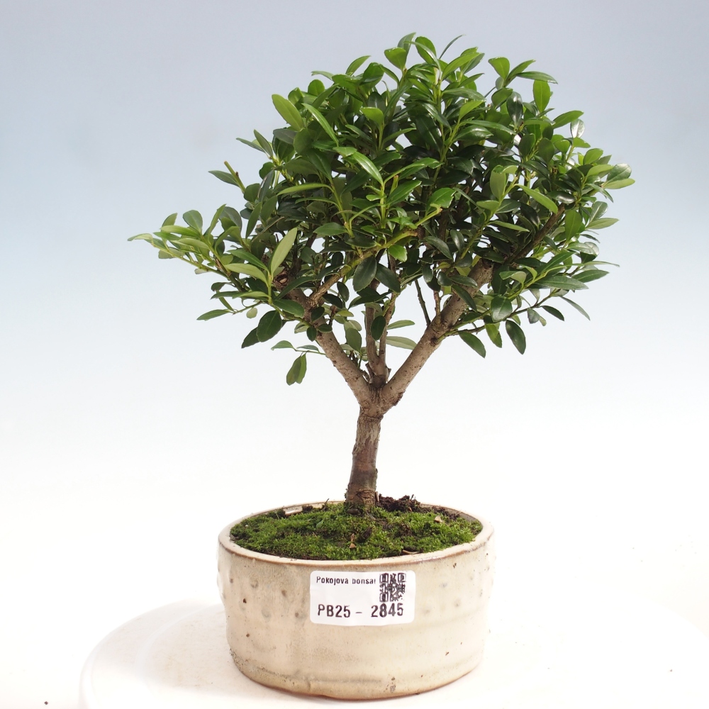 Zimmerbonsai - Ilex crenata - Holly