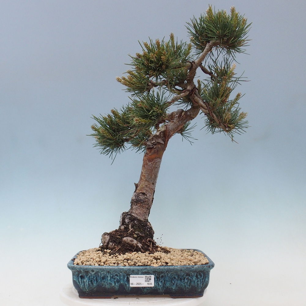 Bonsai im Freien - Pinus Sylvestris - Waldkiefer