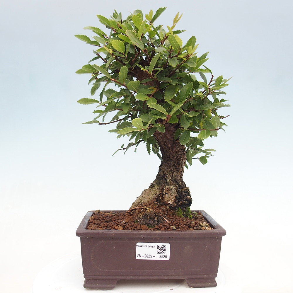 Bonsai im Freien - Zelkova - Zelkova serrata