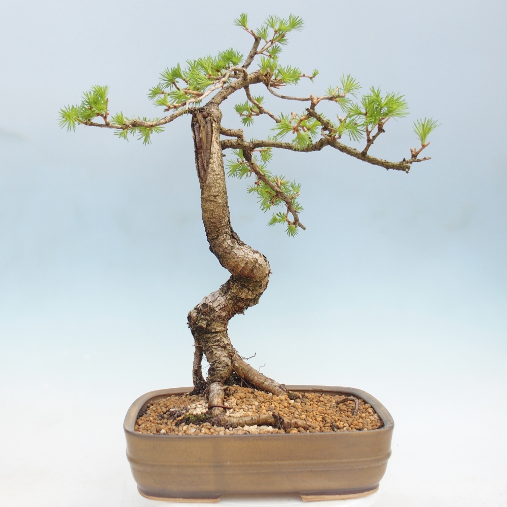 Bonsai für draußen -Larix decidua - Lärche