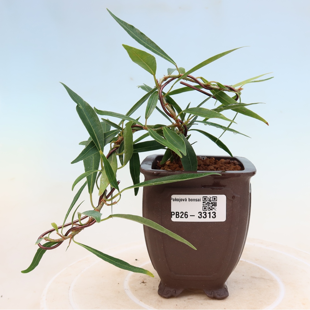 Zimmerbonsai - Ficus nerifolia - Kleinblättriger Ficus