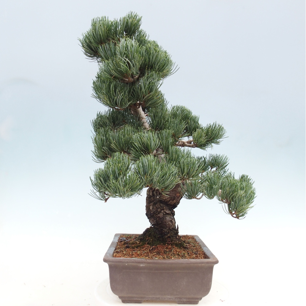 Bonsai im Freien - Pinus parviflora - kleine Kiefer