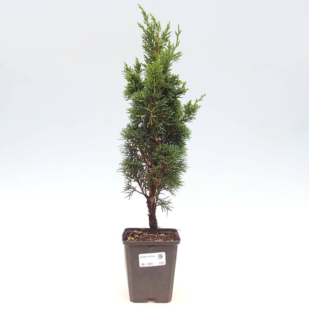 Outdoor-Bonsai - Juniperus chinensis Kishu - Chinesischer Wacholder
