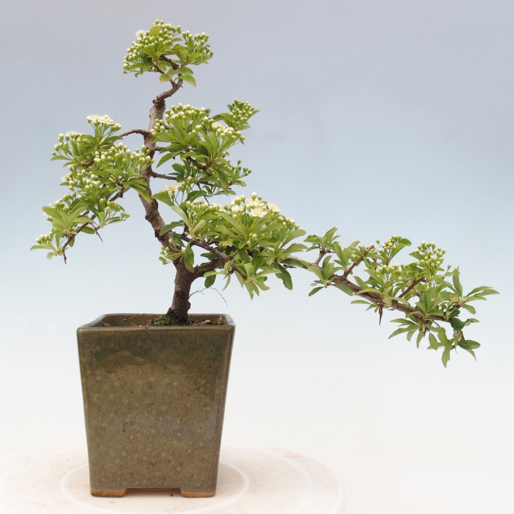 Outdoor Bonsai-Pyracanta Teton -Bäckerei