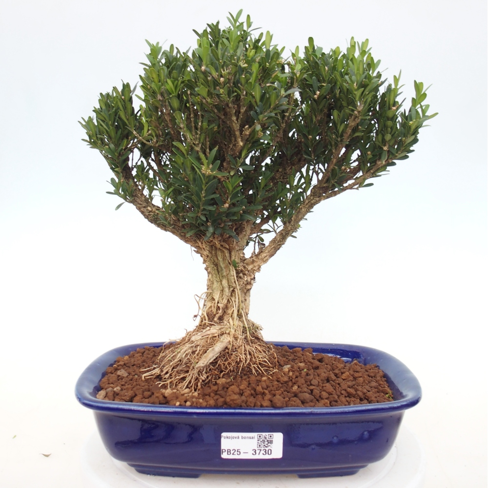 Zimmer Bonsai - Buxus harlandii - Korkbuxus