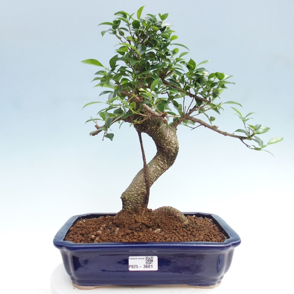 Zimmerbonsai - Ficus kimmen - Kleinblättriger Ficus