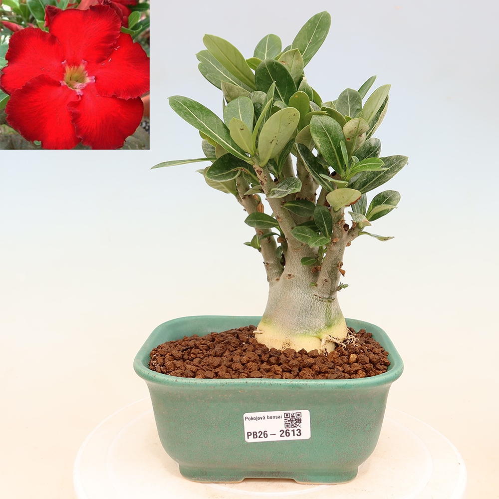 Zimmerbonsai – Adenium obesum „Red Star“ – Wüstenrose