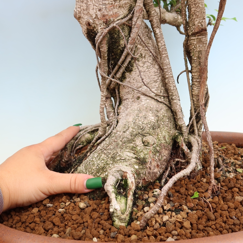 Zimmerbonsai - Ficus kimmen - Kleinblättriger Ficus