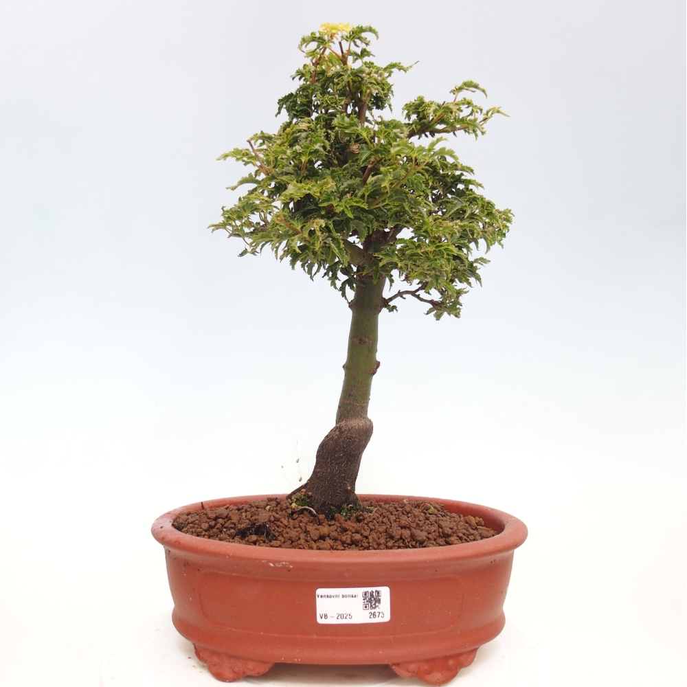 Bonsai im Freien - Acer palmatum Shishigashira-Ahorn