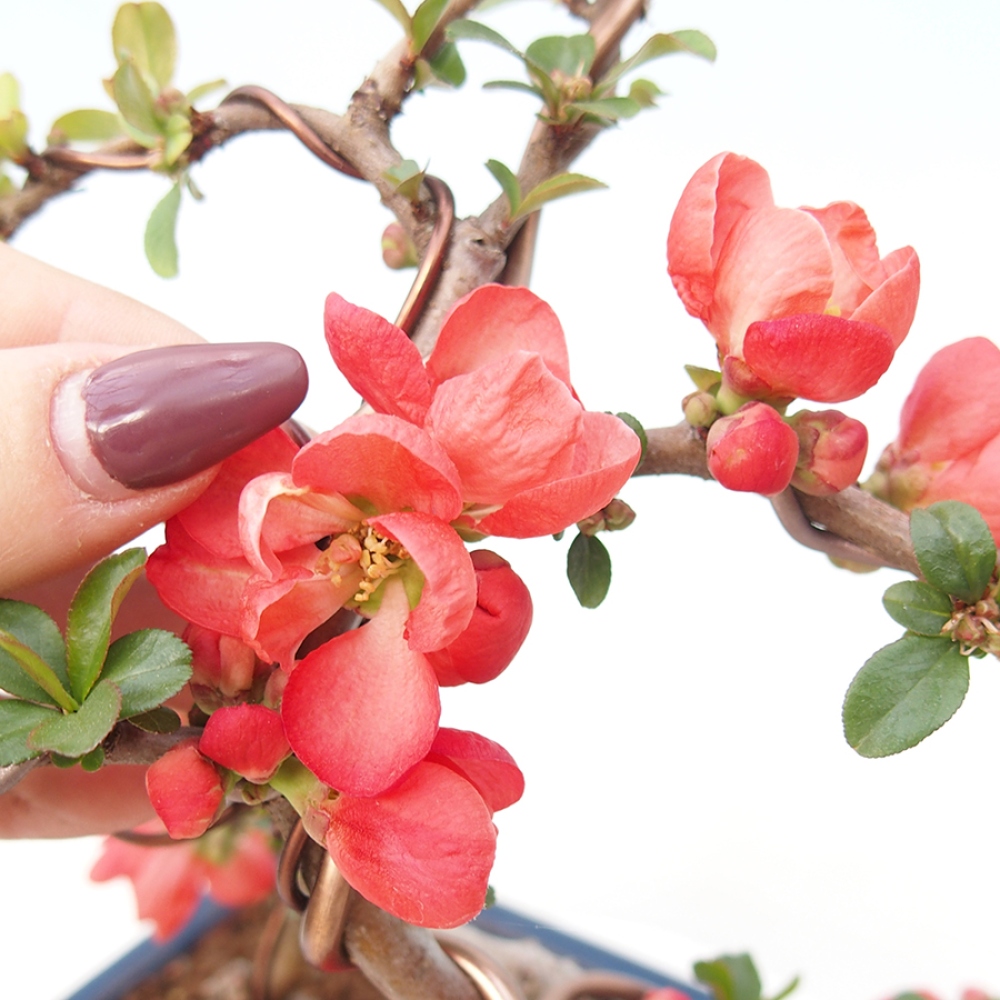 Außen Bonsai - Chaenomeles mit Red Trail -. Quitte