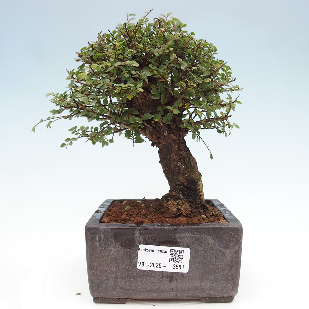 Bonsai im Freien - Ulmus parvifolia Hokkaido - Chinesische Ulme