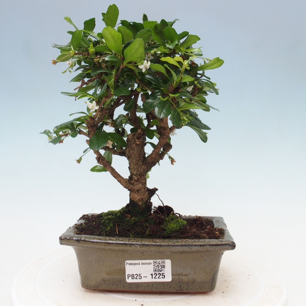 Zimmerbonsai - Carmona Macrophylla - Fuki-Tee