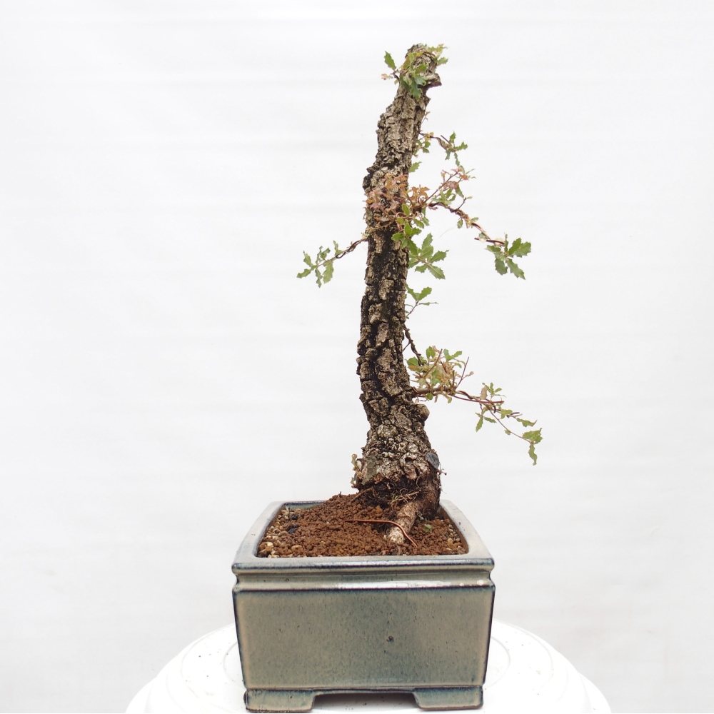 Yamadori - Quercus Ilex - Steineiche