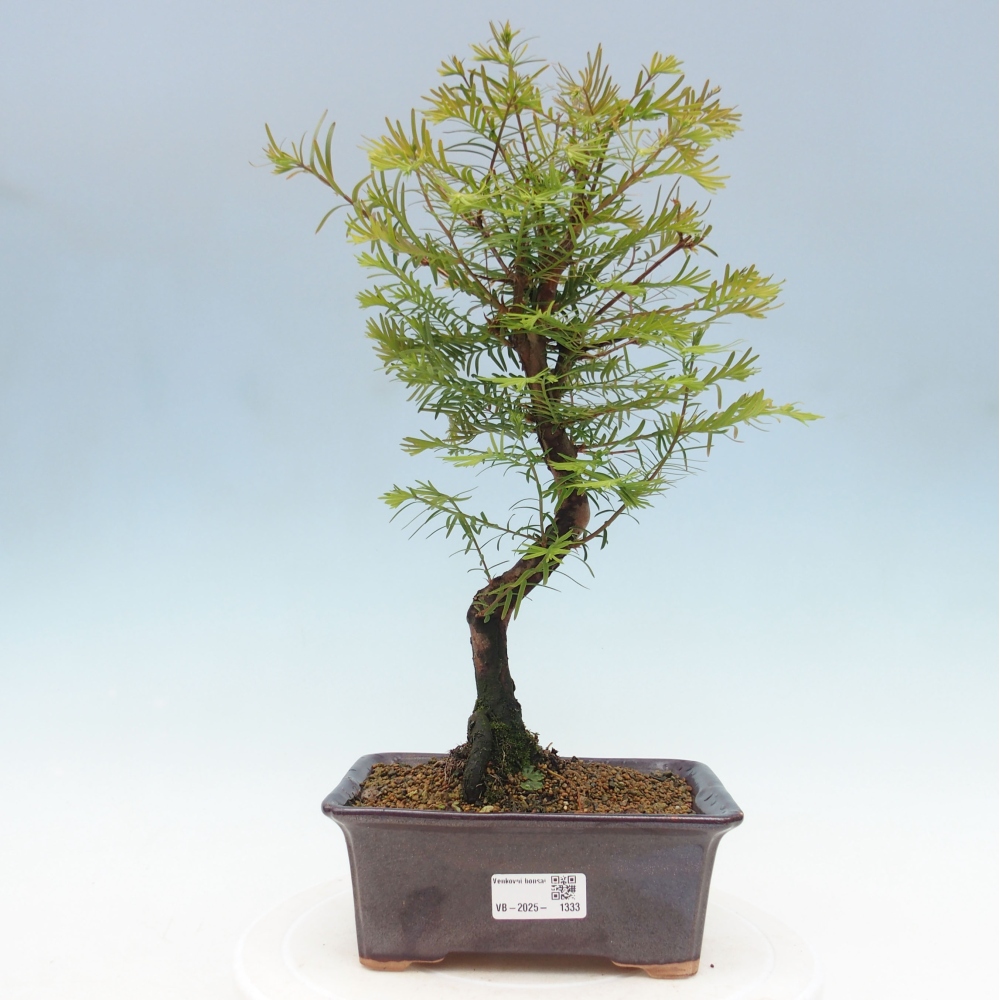 Bonsai im Freien - Metasequoia glyptostroboides - Chinesischer Metasequoia