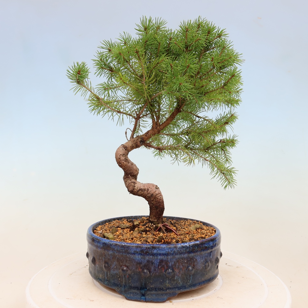 Bonsai für draußen - Fichte - Picea glauca globe