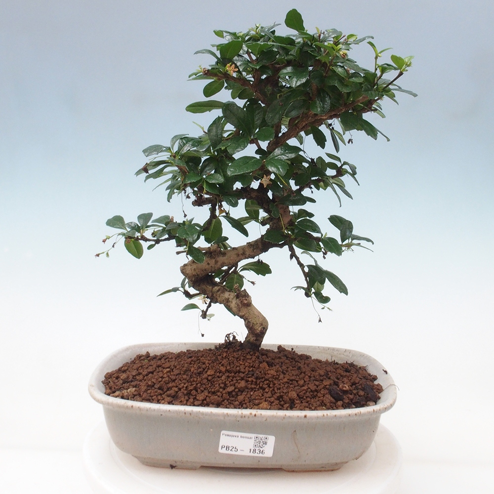 Zimmer Bonsai - Carmona macrophylla - Tea Fuki