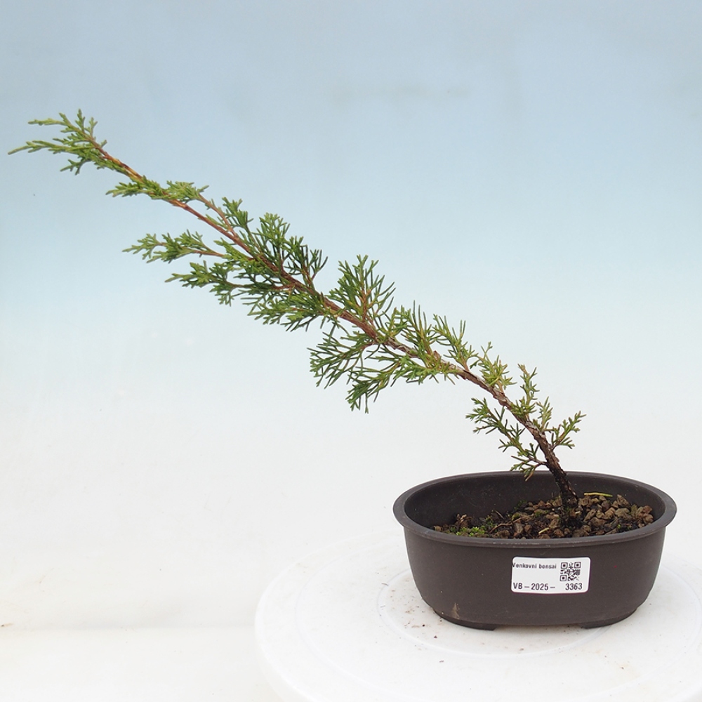 Outdoor bonsai - Juniperus chinensis Itoigawa - Chinese juniper