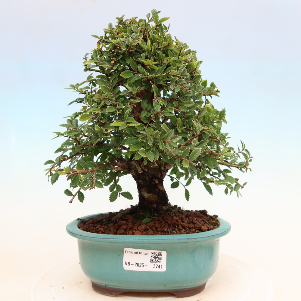 Bonsai für draußen - Zelkova - Zelkova NIRE