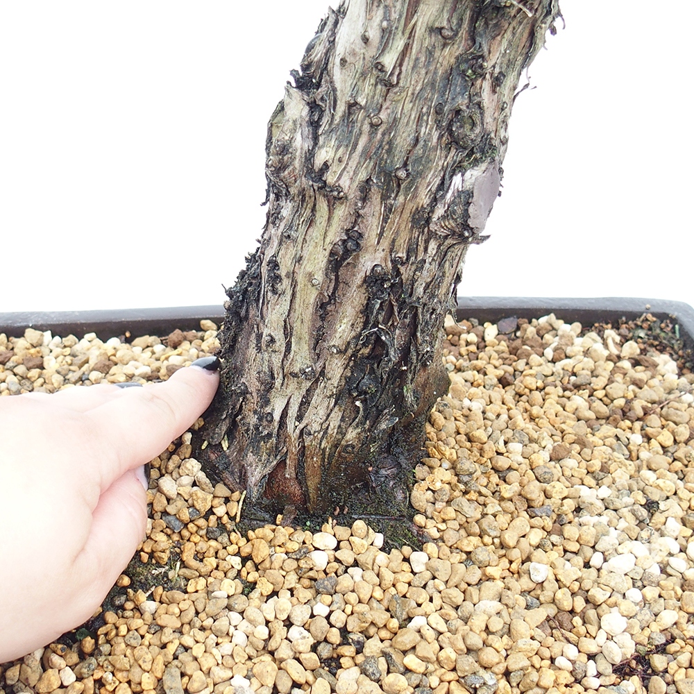 Bonsai im Freien - Juniperus chinensis  - Chinesischer wacholder