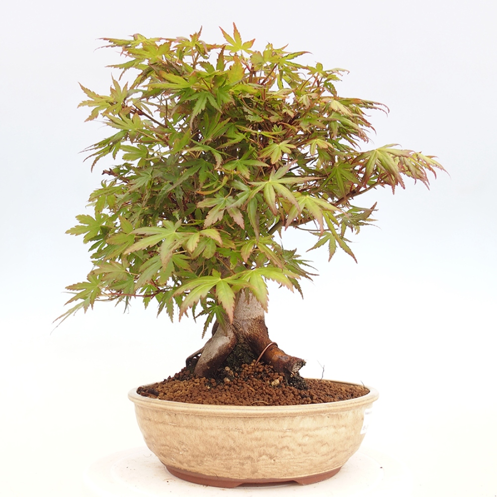 Bonsai im Freien - Acer palmatum - Auburn Ahorn