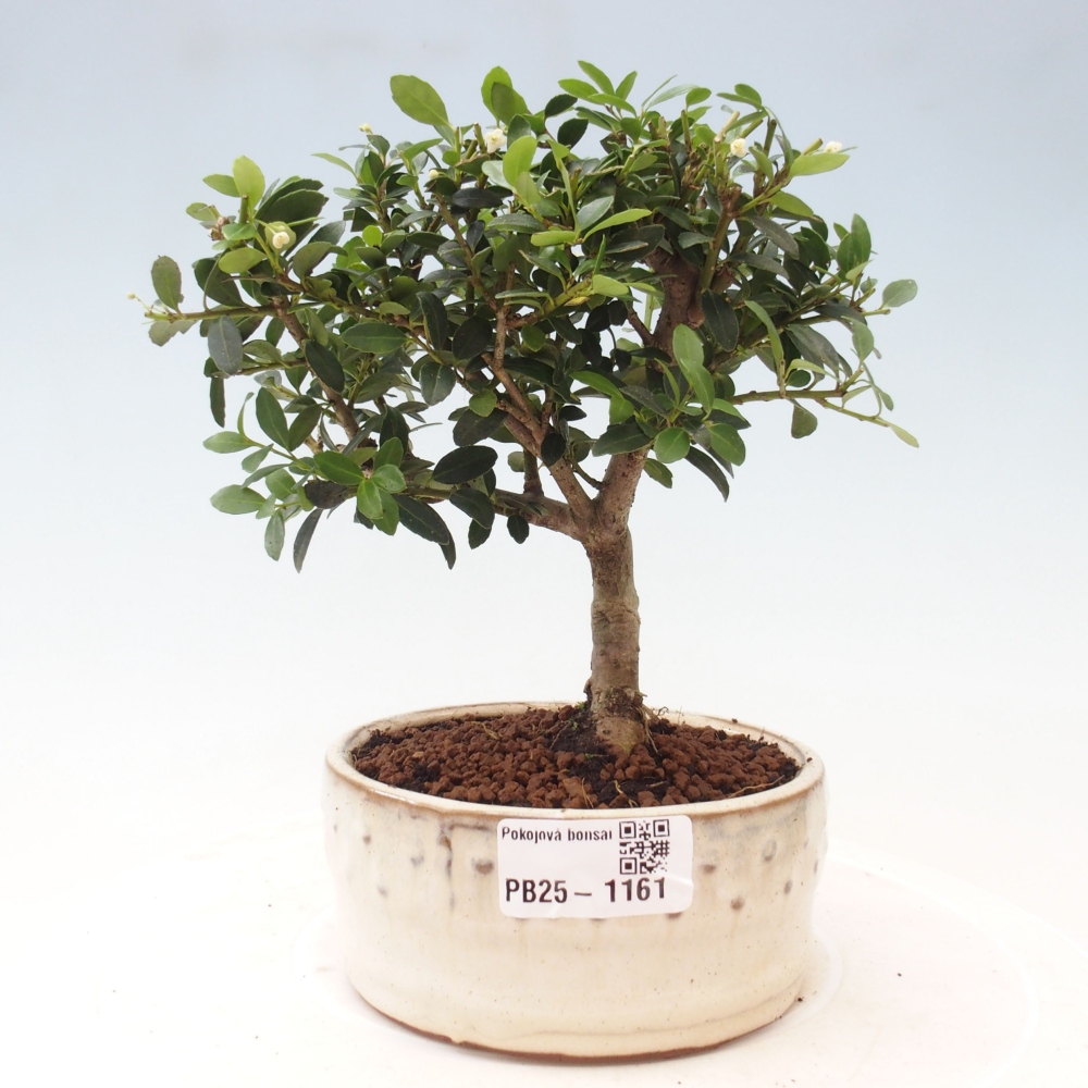 Zimmerbonsai - Ilex crenata - Holly