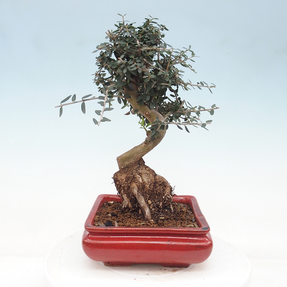Zimmerbonsai - Olea europaea sylvestris