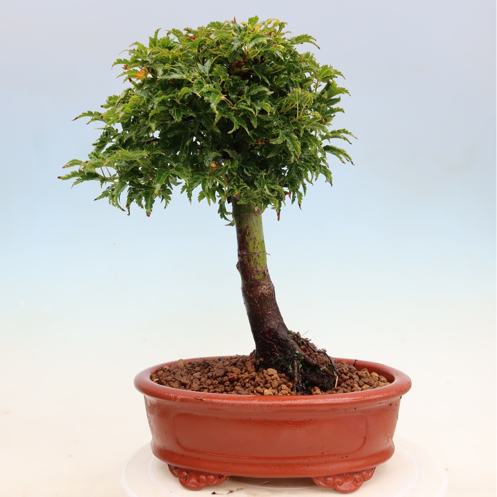 Bonsai für draußen -Javor-Palme Acer palmatum Shishigashira