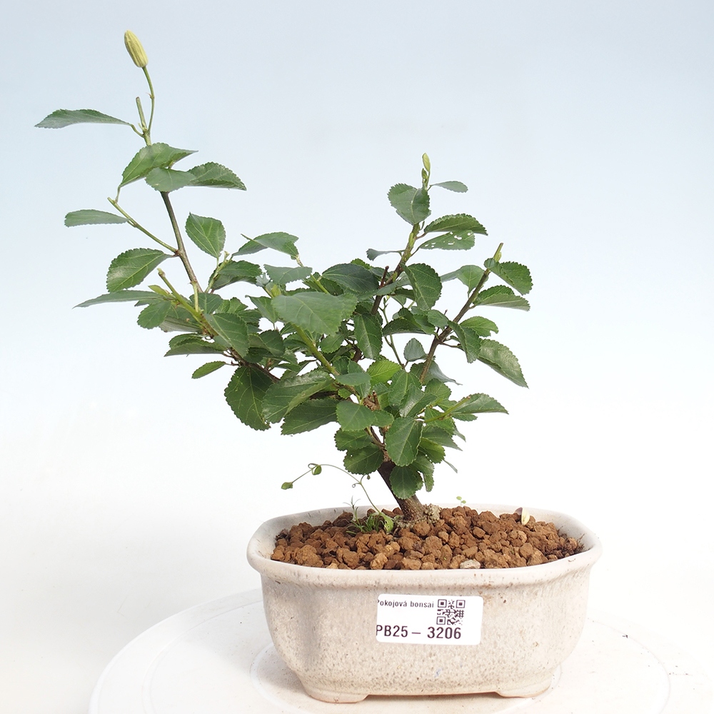 Zimmerbonsai - Grewia occidentalis - Lavendelstern