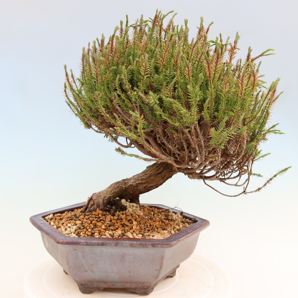 Bonsai im Freien – Cryptomeria – Kryptomerie