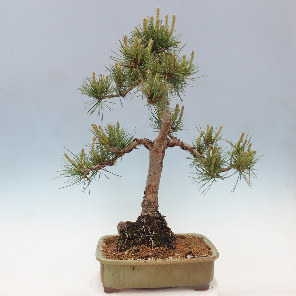 Bonsai im Freien - Pinus Sylvestris - Waldkiefer