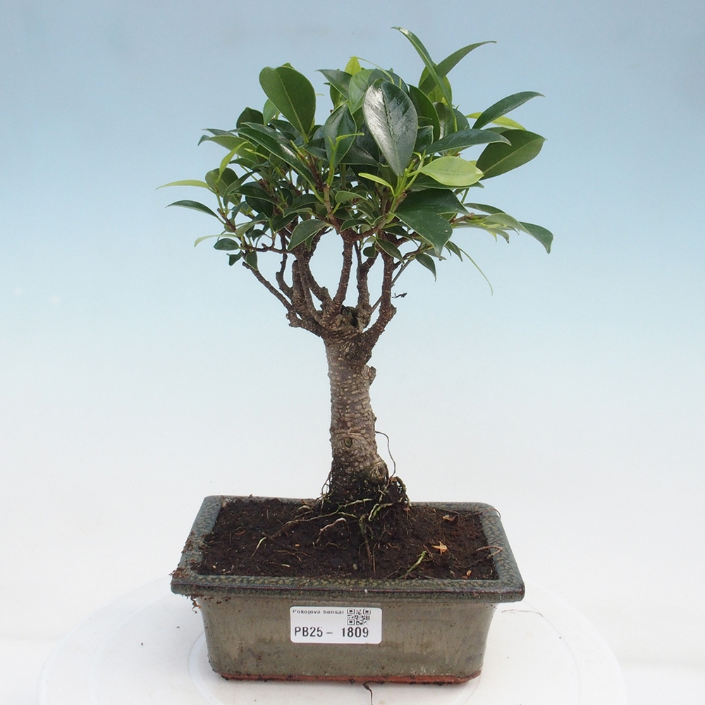Zimmerbonsai - Ficus retusa - kleinblättriger Ficus