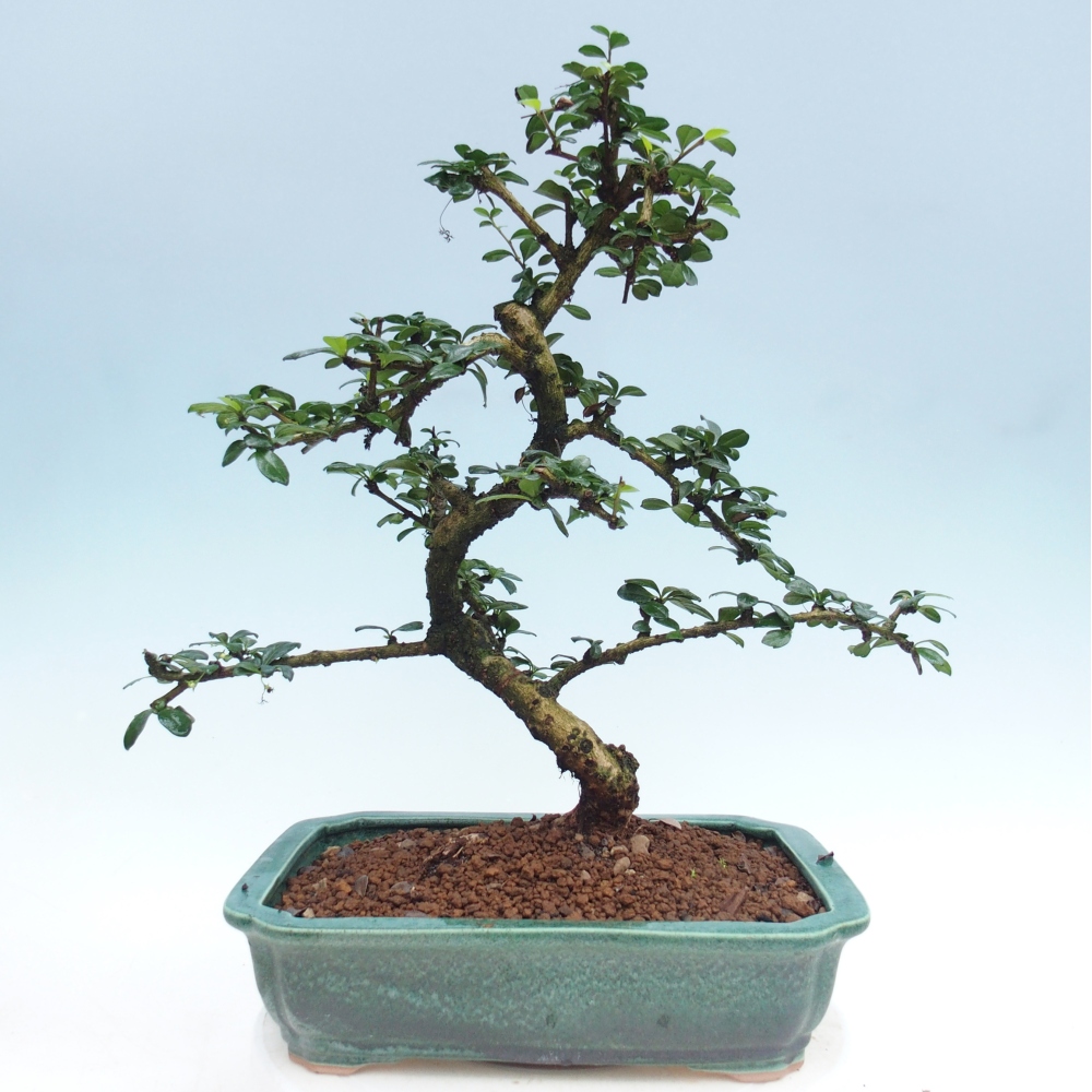 Zimmer-Bonsai - Carmona macrophylla - Tee-Fuki