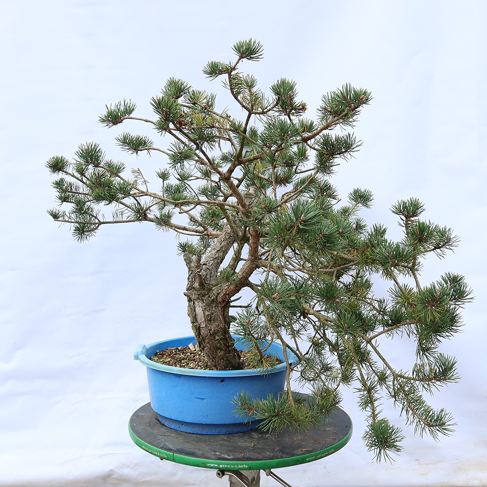 Pinus sylvestris Spanien – Waldkiefer