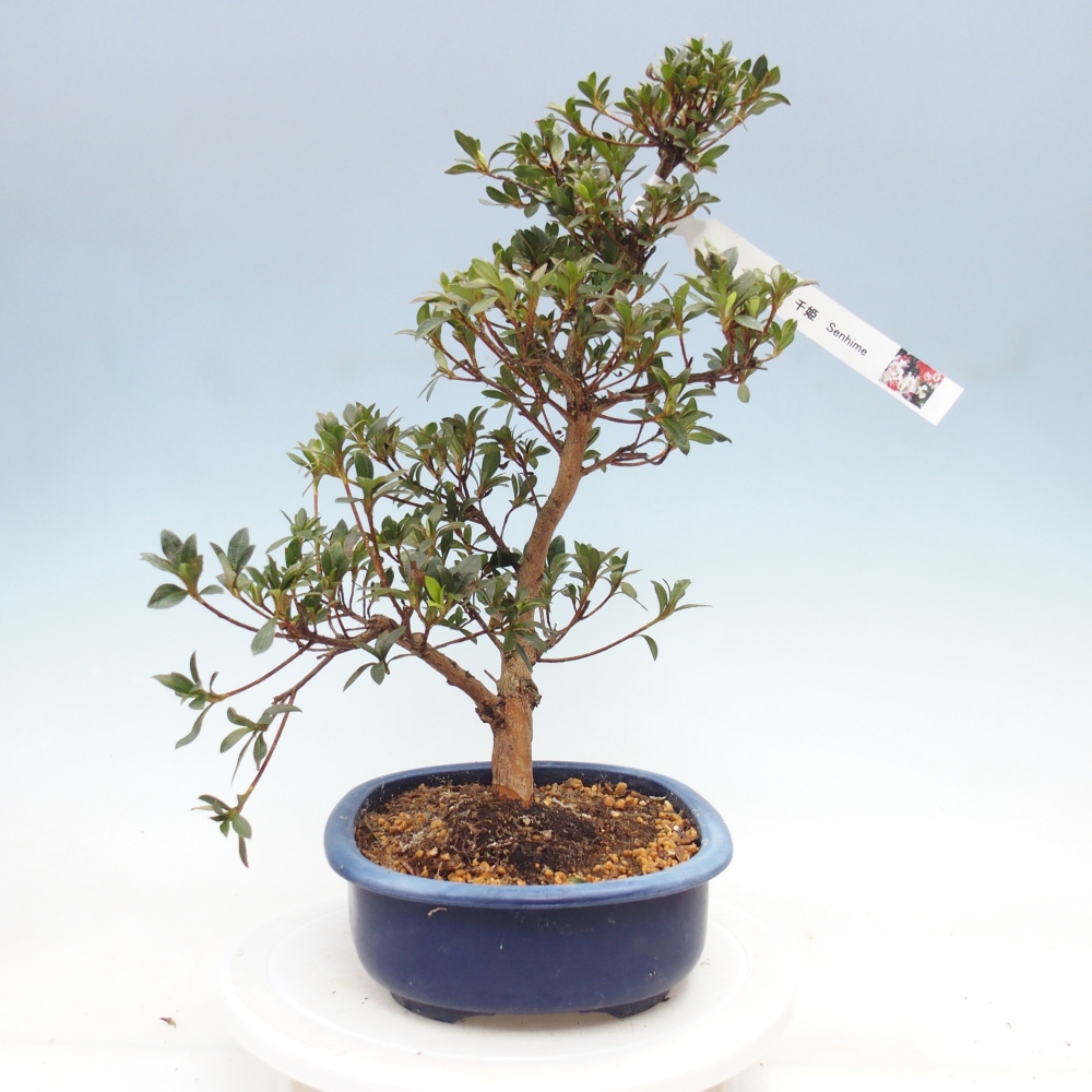 Bonsai für draußen - Japanische Azalee - Azalee Senhime