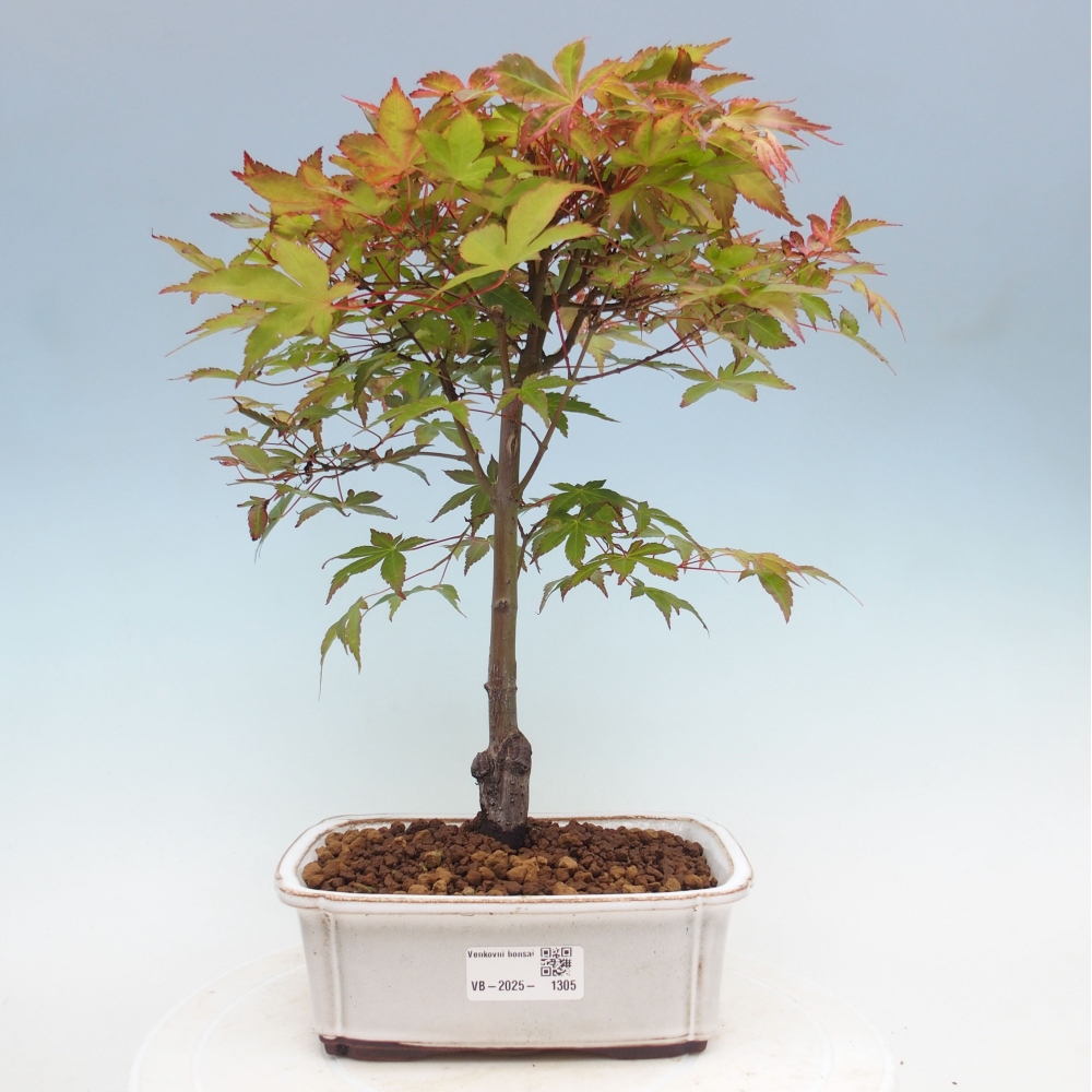 Ahorn - Acer palmatum Beni Tsukasa
