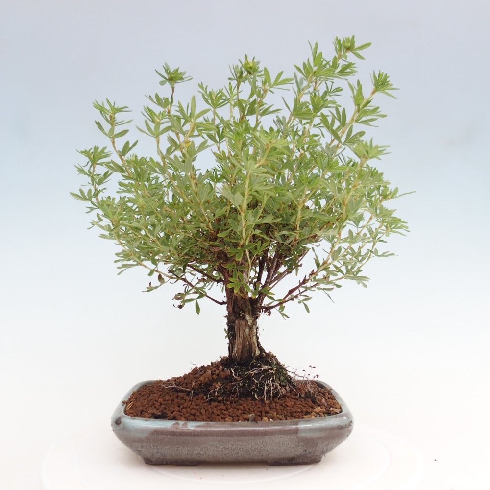 Outdoor-Bonsai-Fingerkraut - Potentila fruticosa gelber Vogel