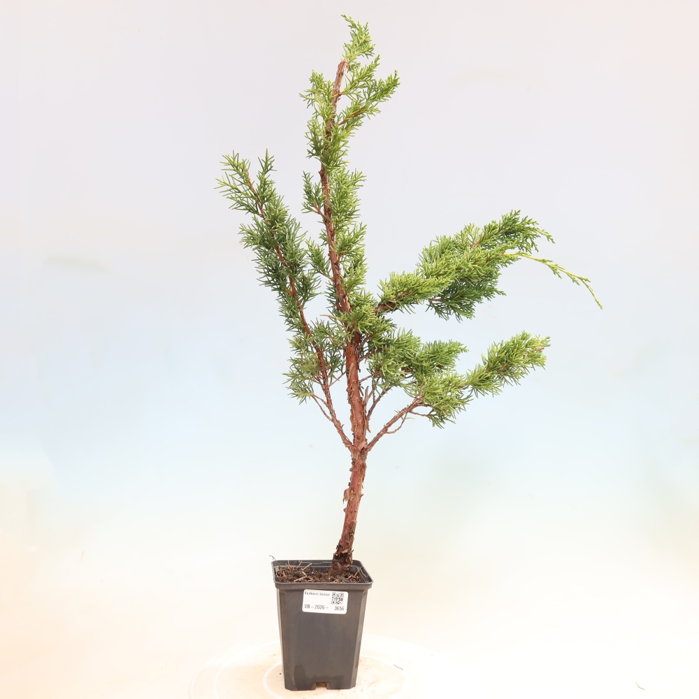 Bonsai für draußen - Juniperus chinensis Kishu
