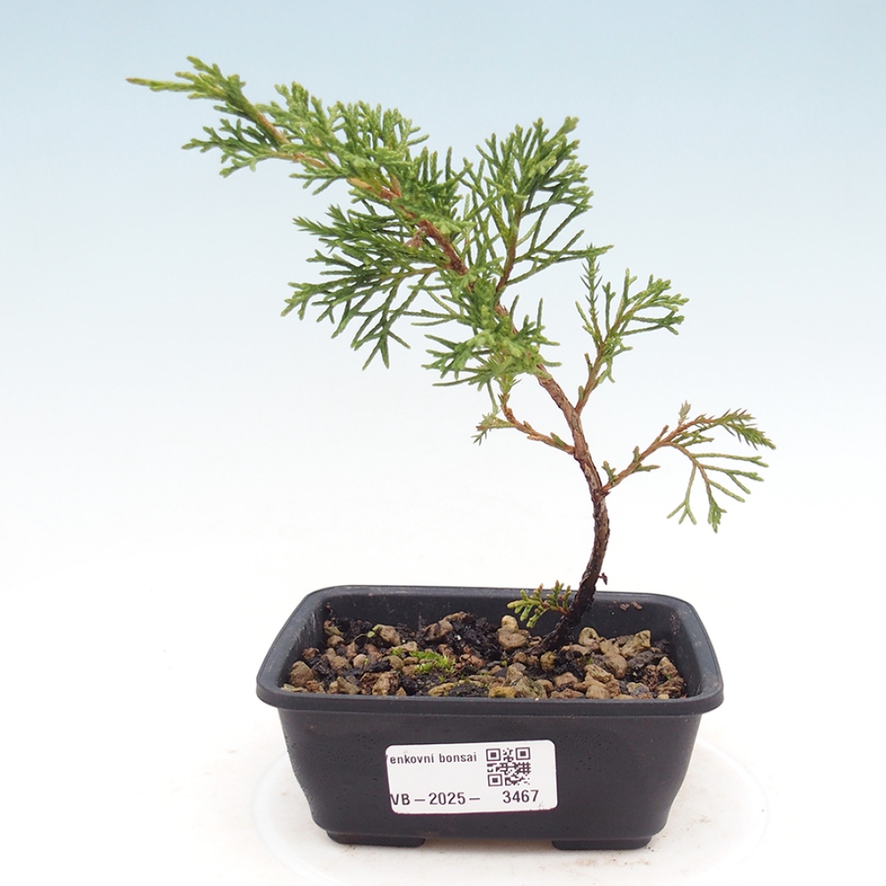Bonsai für draußen - Juniperus chinensis Itoigawa