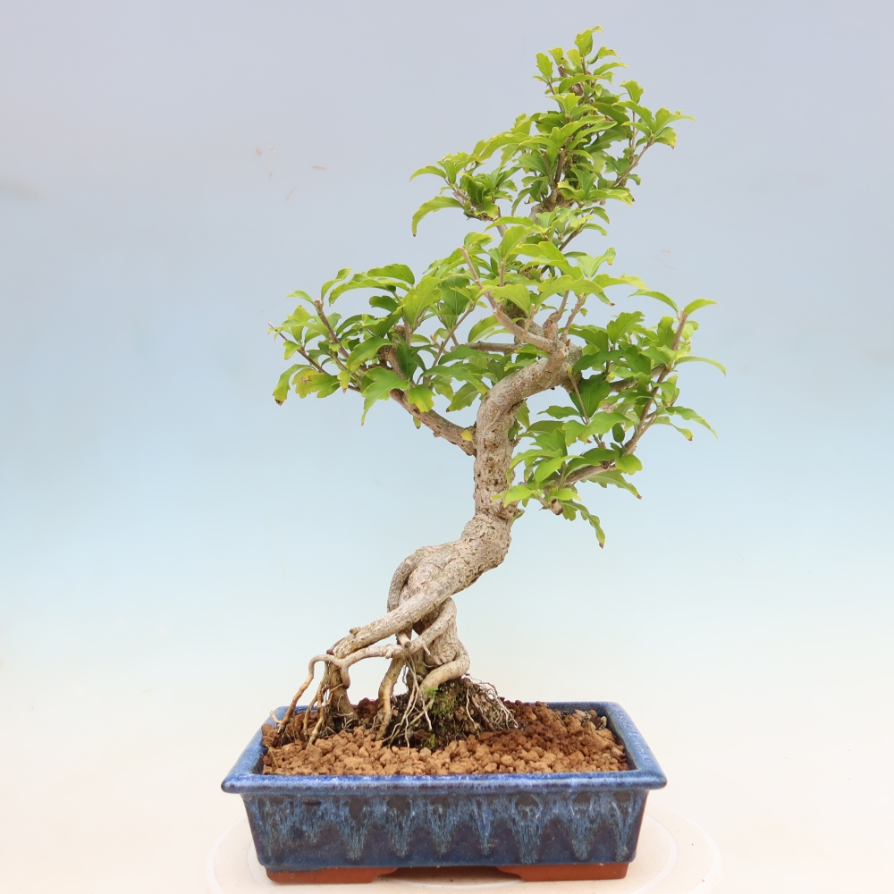 Bonsai für den Außenbereich – Hibiscus syriacus – Syrischer Hibiskus