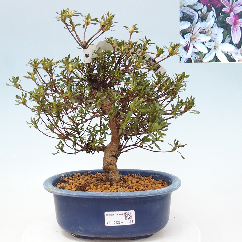 Bonsai für draußen - Japanische Azalee - Azalea Ryusen