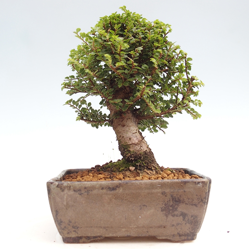 Bonsai im Freien - Ulmus parvifolia Hokkaido - Chinesische Ulme
