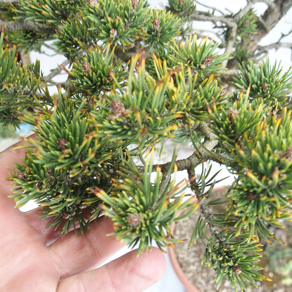 Yamadori - Pinus sylvestris 