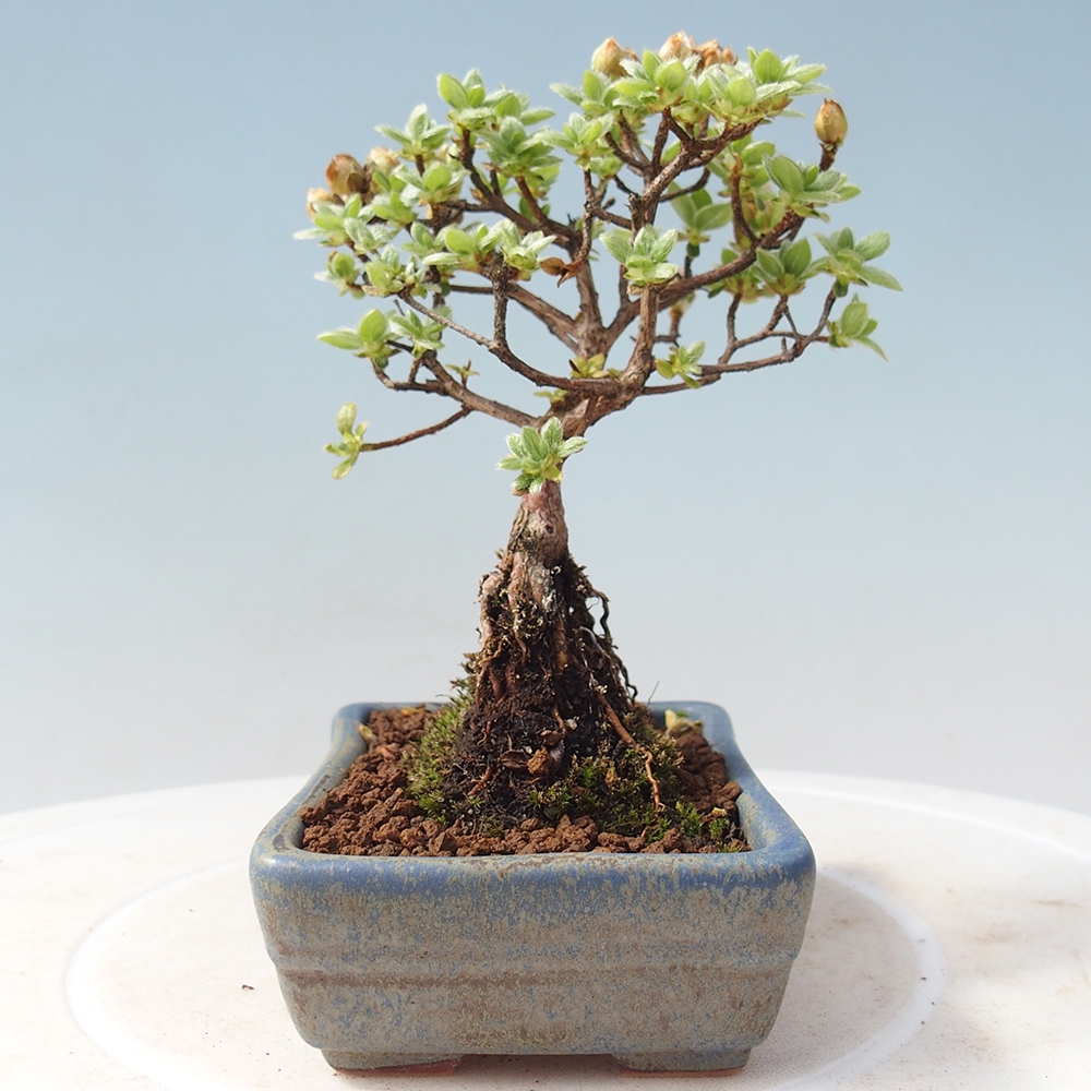 Outdoor-Bonsai - Rododendron indicum - Japanische Azalee