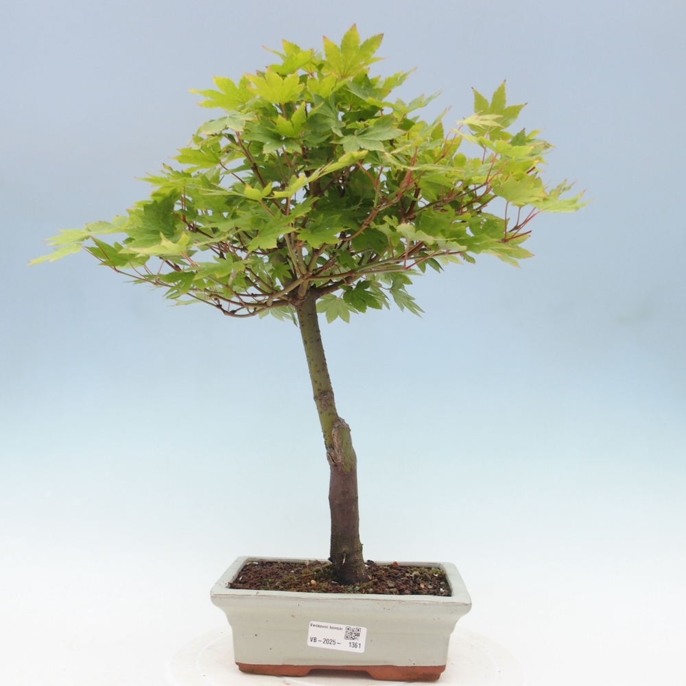 Bonsai im Freien - Ahorn palmatum katsura GISAN - Ahorn palmat