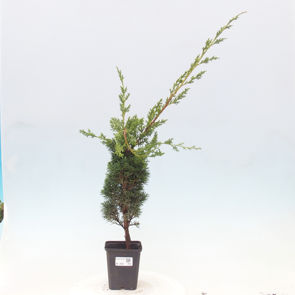 Bonsai für draußen - Juniperus chinensis Kishu