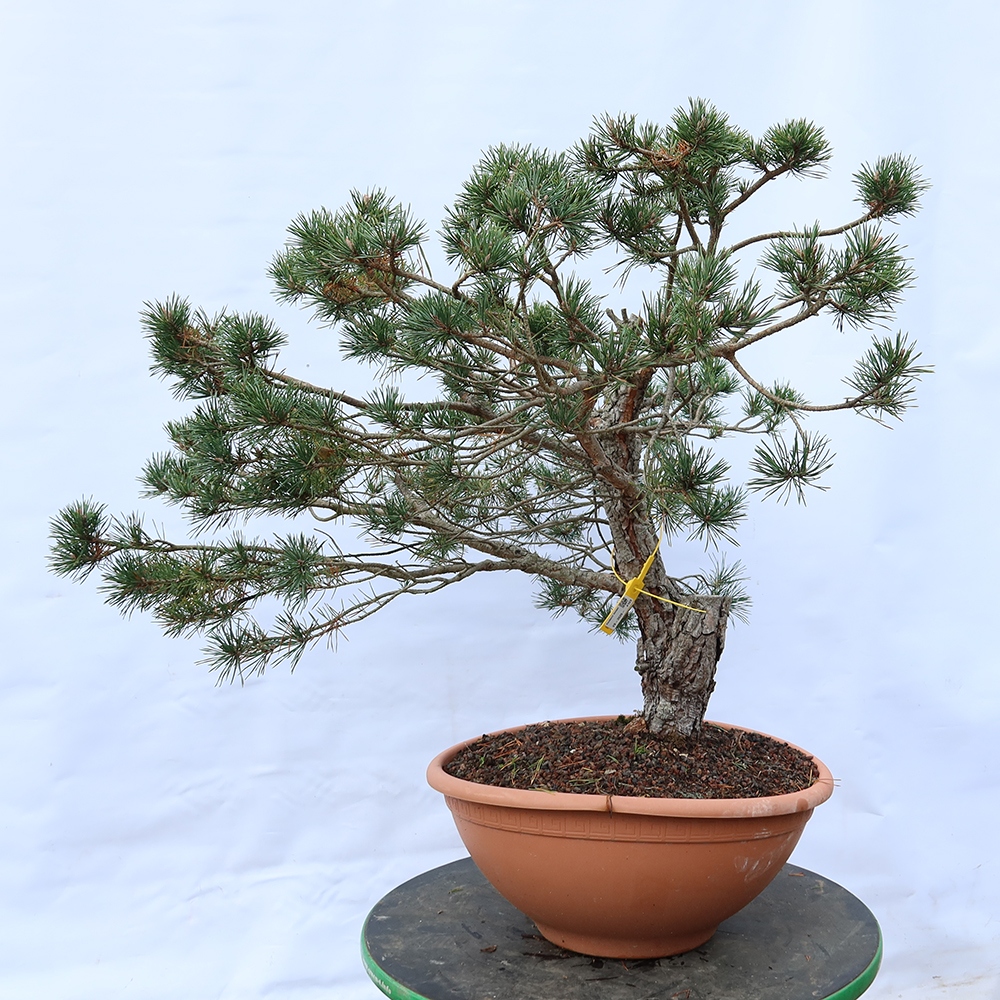 Pinus sylvestris Spanien – Waldkiefer