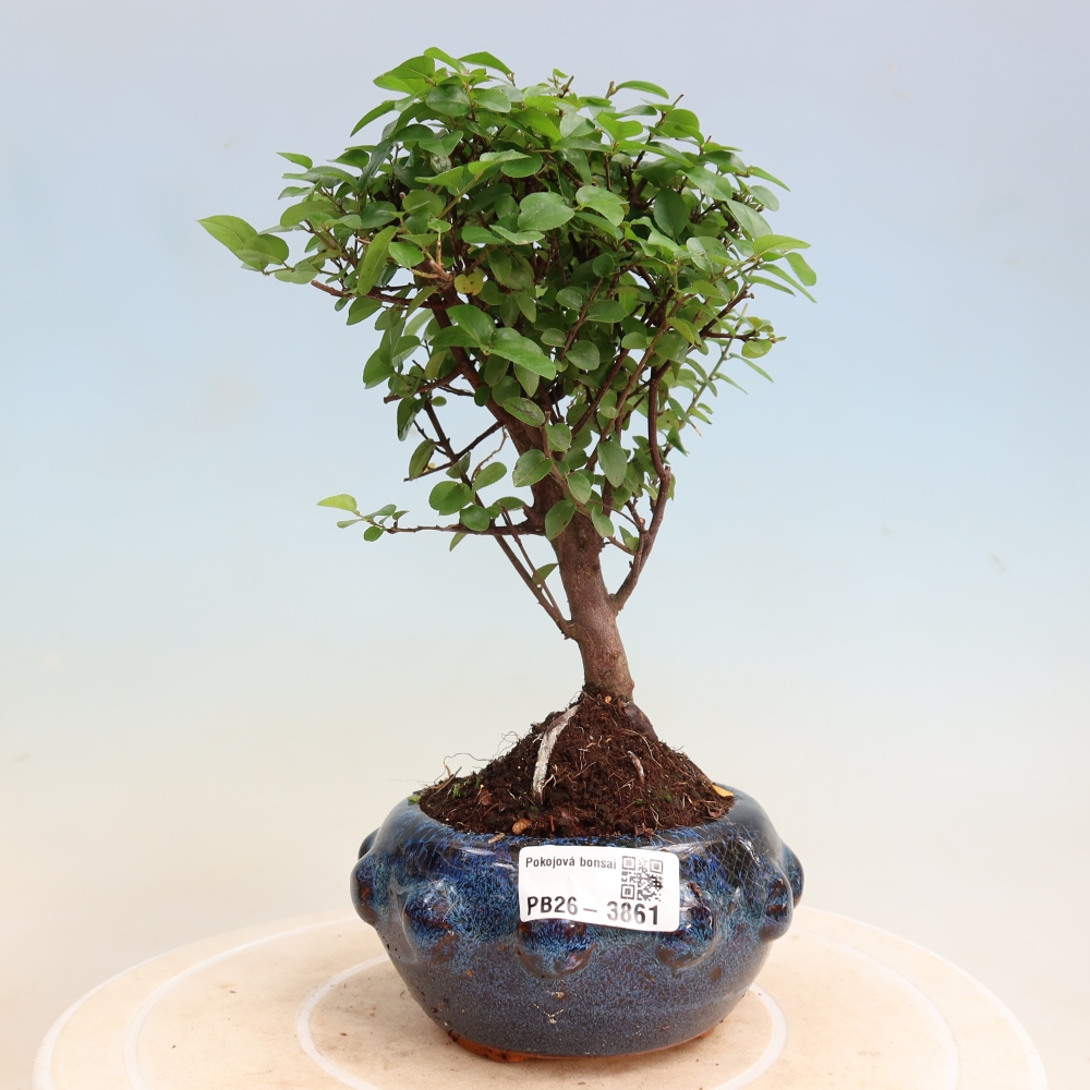 Zimmer Bonsai - Sageretia thea - Sageretia thea