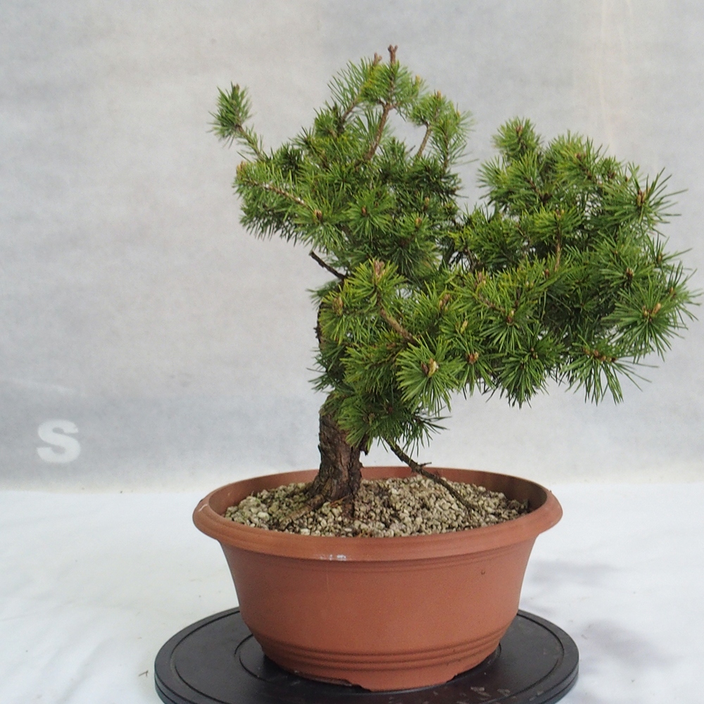 Yamadori - Pinus sylvestris 
